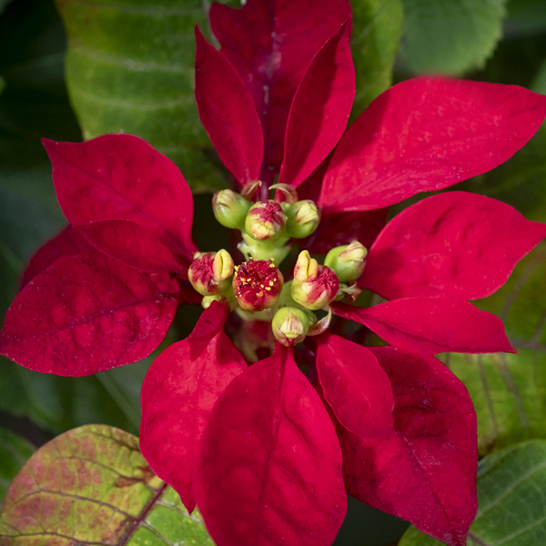 Red Christmas Poinsettia Leaves X 2 Print