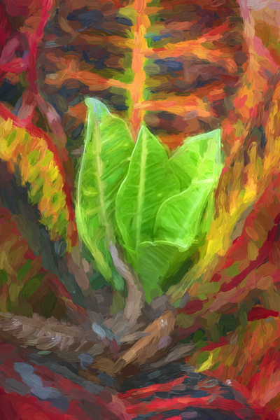 Croton codiaeum variegatum X102 Print