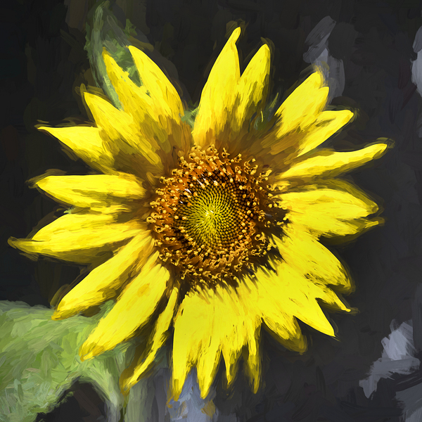 Sunflower Helianthus X123