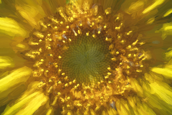 Sunflower Helianthus X 3 Print