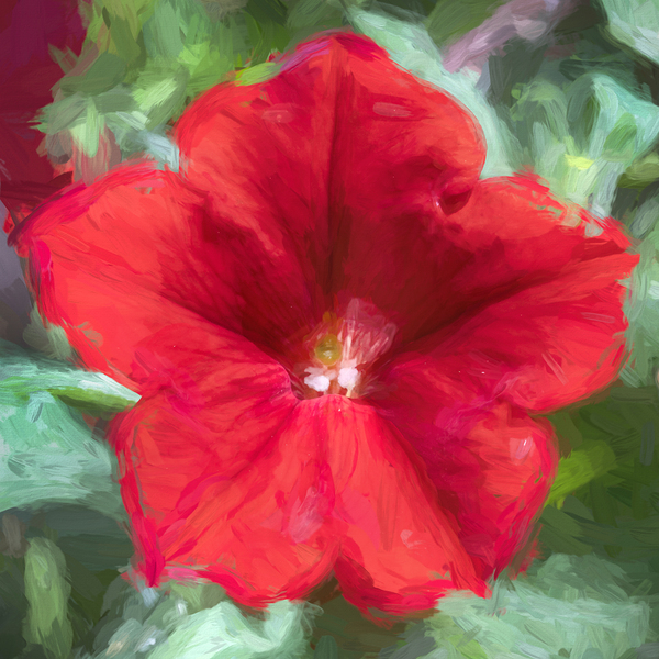 Pretty Proud Red Petunias X Print