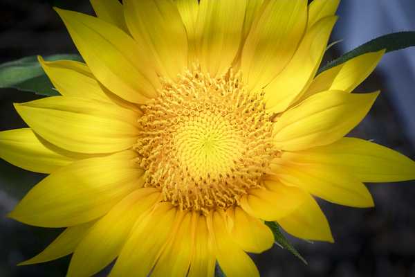 Happy Sunflowers Helianthus X3 1