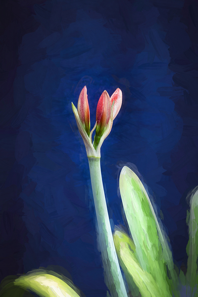 Sweet Lillian Amaryllis X100 Print