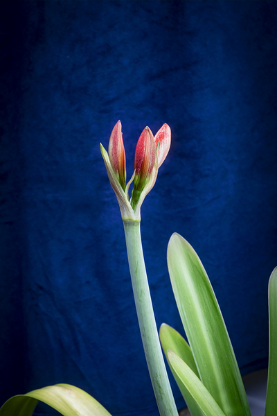 Sweet Lillian Amaryllis X103 Print
