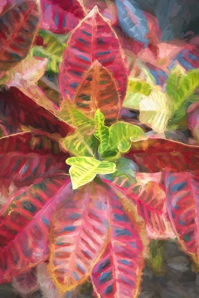 Croton codiaeum variegatum X108 Print