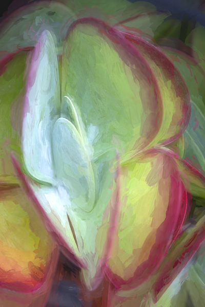 Flapjack Plant Kalanchoe X109 Print