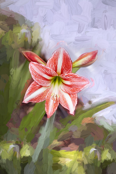 Sweet Lillian Amaryllis X1 1 Print