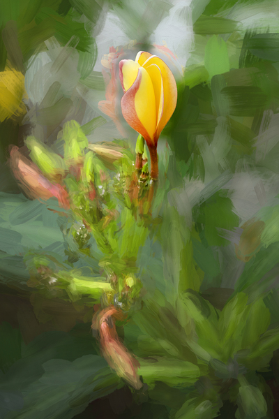 Plumeria Frangipani Hawaiian Flower X2 2 Print