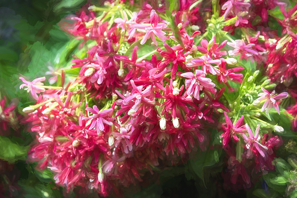 Rangoon Creeper Vine X 3 Print