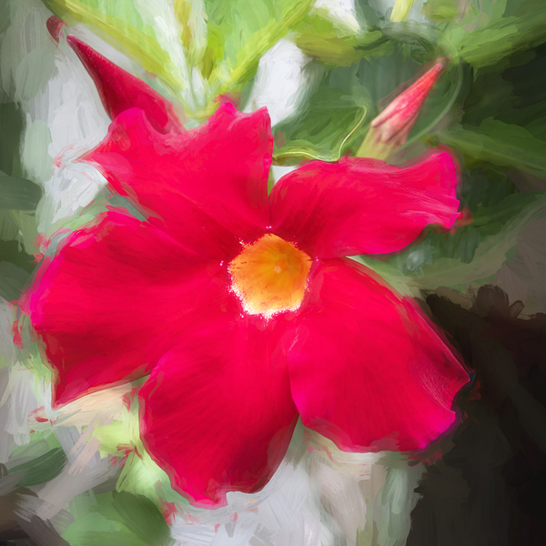 Red Mandevilla Flower Vine X 2 Print