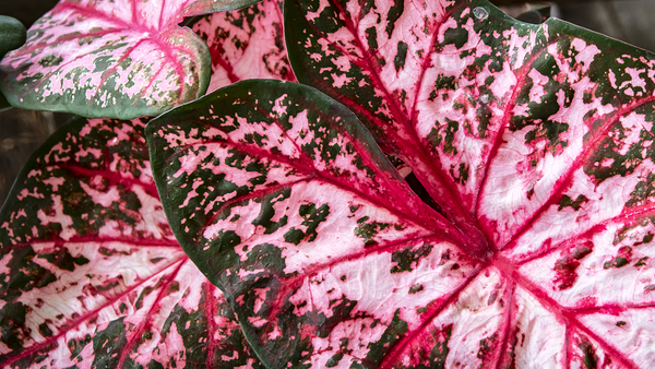 Red Caladium Plants Araceae  2 Print