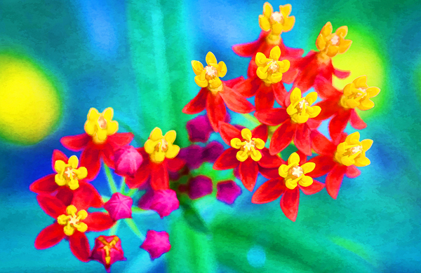 Milkweed Flowers X100 by Rich Franco