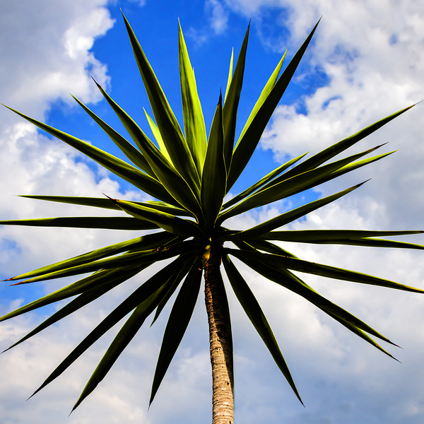Yucca plant Spanish Bayonet 130 Print