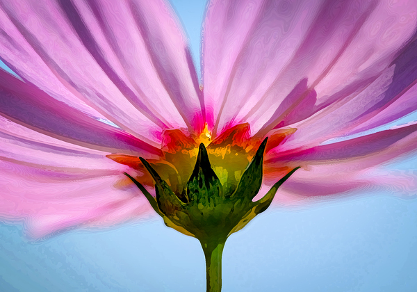 Pink Cosmos Flower X100 Print