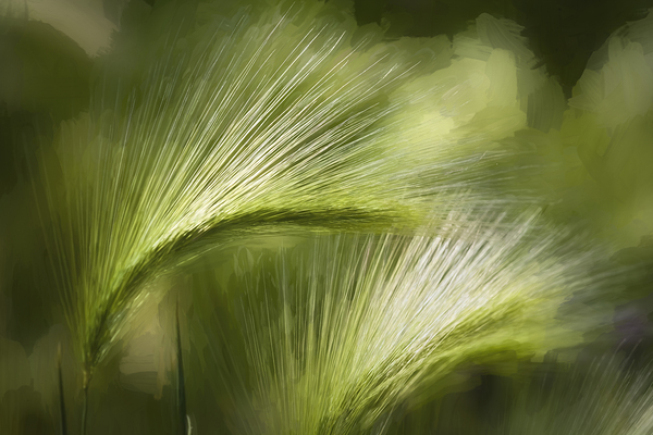 Wyoming Grassess Blowing in the Wind X100 Print