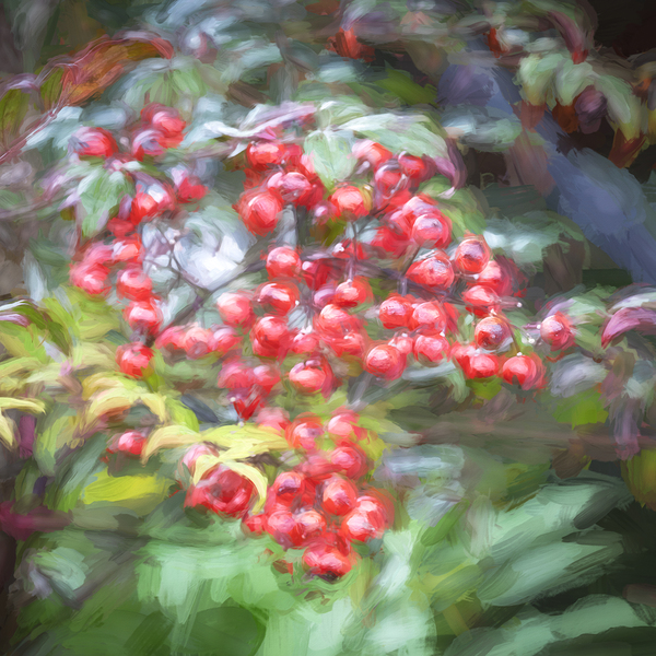 Red Berries Nadina Heavenly Bamboo X1 1 Print