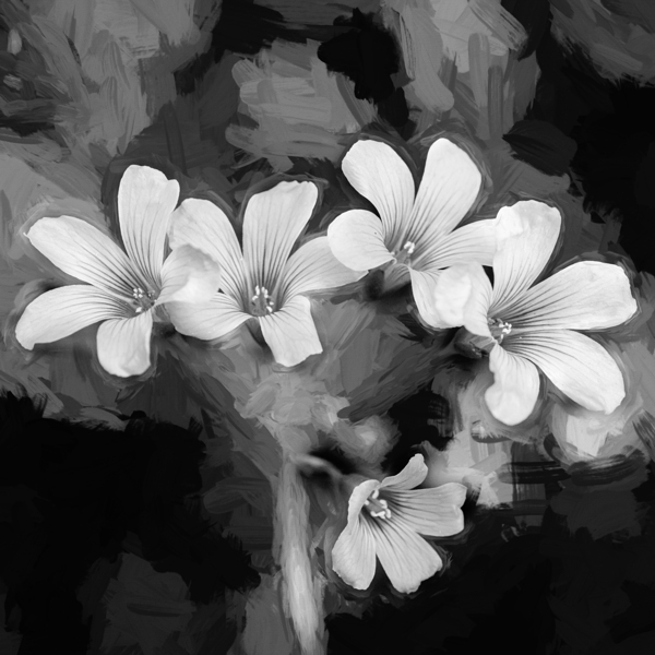 Oxalis Purple Flowers Violacea X100 2 Print