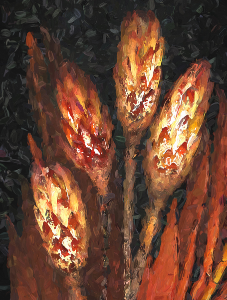 Scanned Seed Pods X100 Print