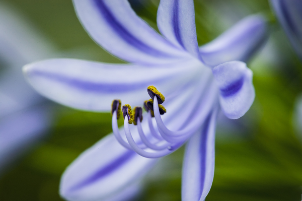 Agapanthus LilyInviting Friends X100 Print