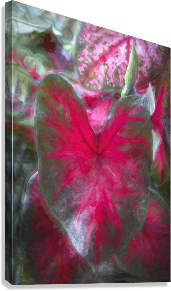 Red Caladium Plants Araceae  X100 Canvas Print