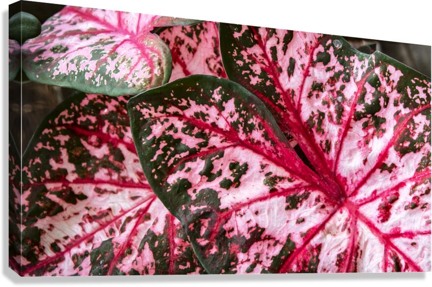 Red Caladium Plants Araceae  2 Canvas Print