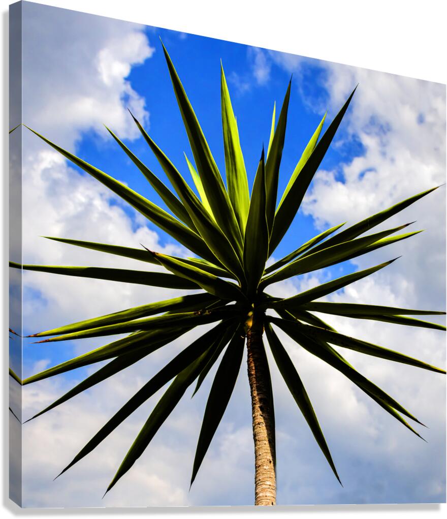Yucca plant Spanish Bayonet 130 Canvas Print