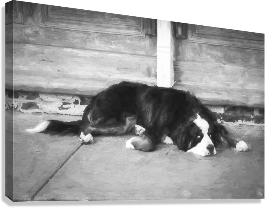 Bernese Mountain Dog Aspen X100 Canvas Print