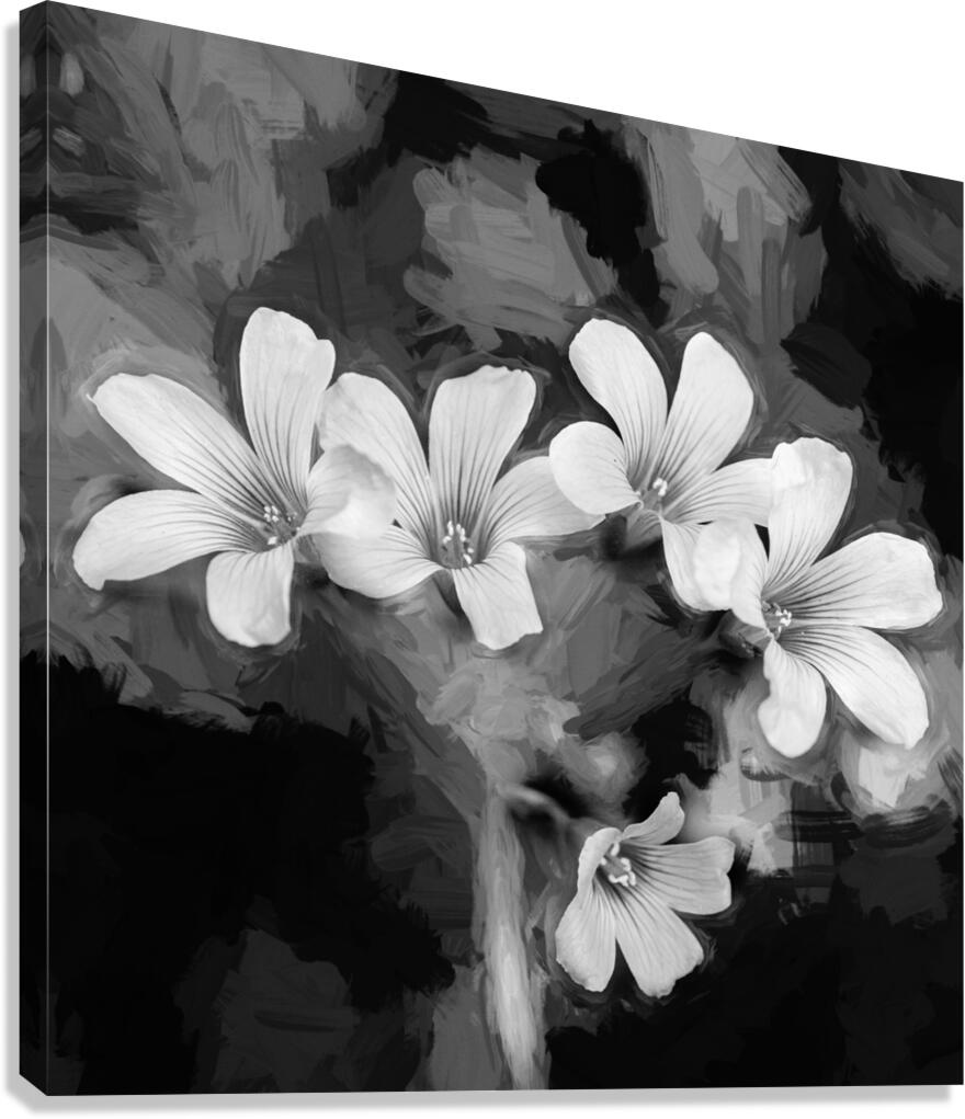 Oxalis Purple Flowers Violacea X100 2 Canvas Print