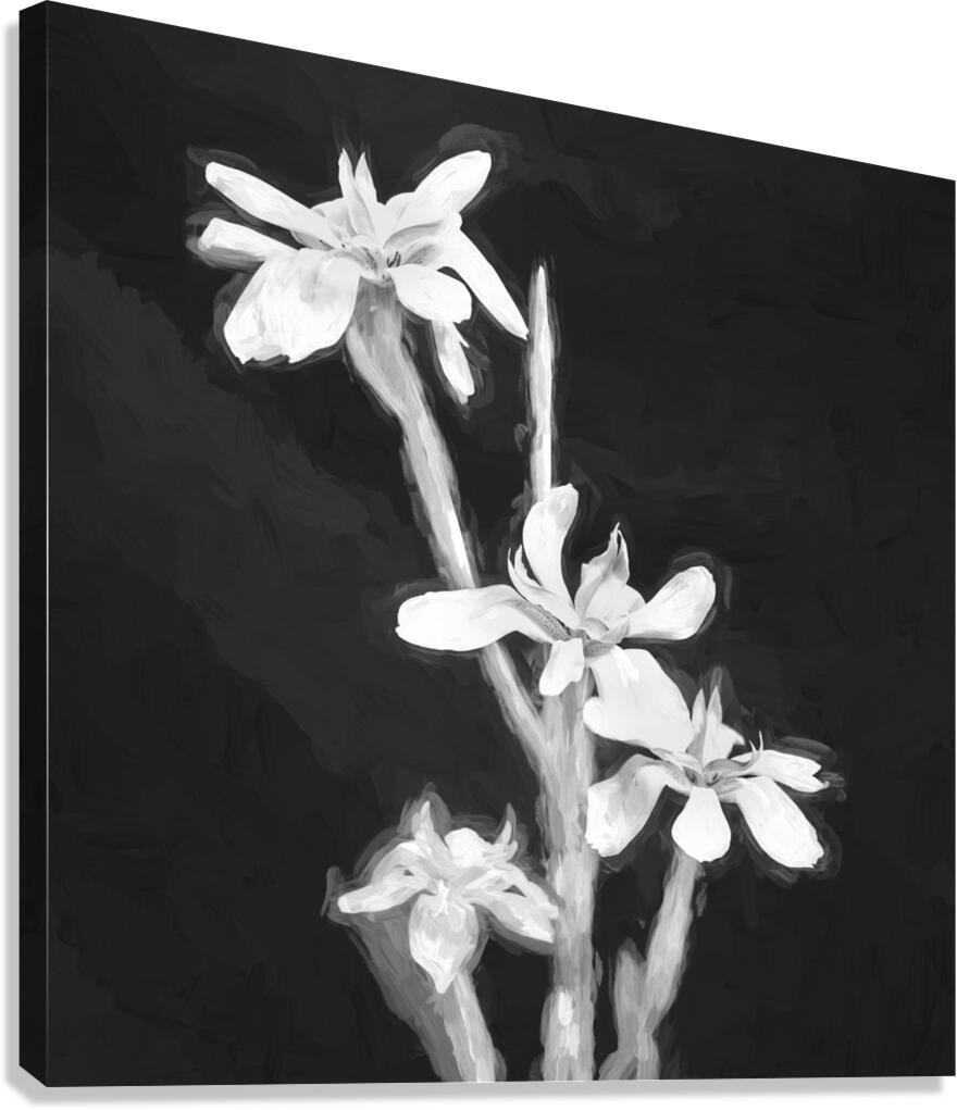African Iris Morea Dietes X12 1 Canvas Print