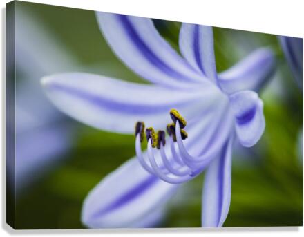 Agapanthus LilyInviting Friends X100 Canvas Print