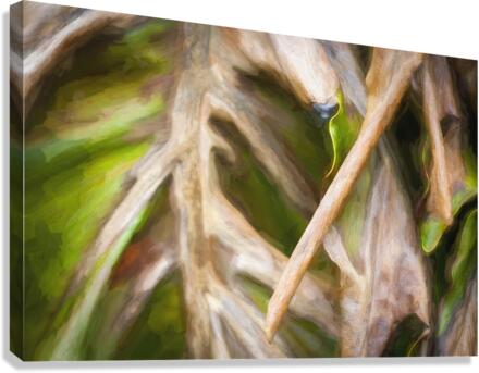 Winter Damage Split Philodendron Leaf X107 Canvas Print
