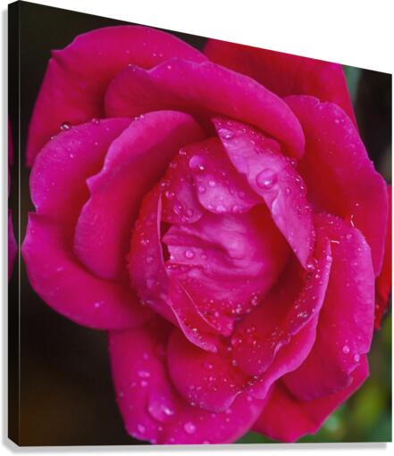 Knockout Roses X010 Canvas Print