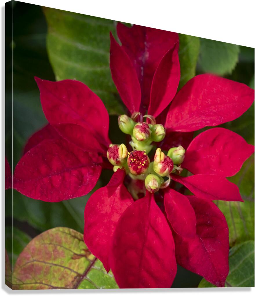 Red Christmas Poinsettia Leaves X 2 Canvas Print