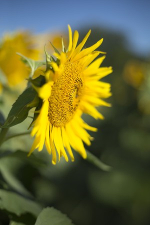 Sunflower