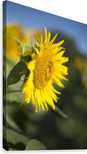 Sunflower Canvas Print