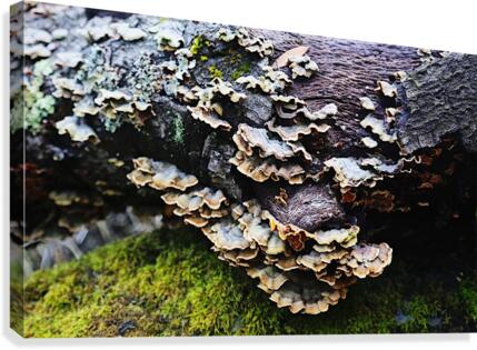 fungi Canvas Print