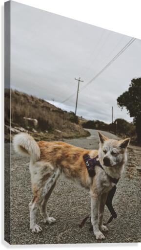 Wise Dog Canvas Print