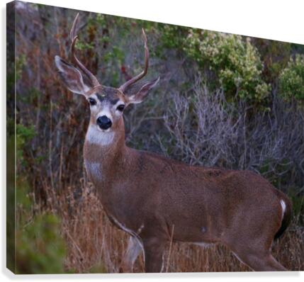 Hunter  Canvas Print