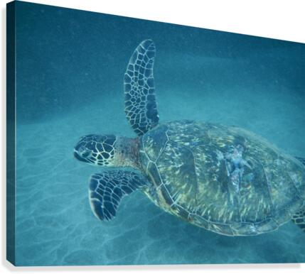 Maui Turtle Canvas Print