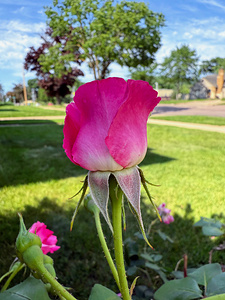 The Rose That Waits: Patience in Pink