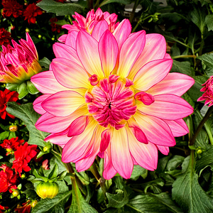 Petal Prism: Nature’s Geometry