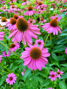 Petal Parade