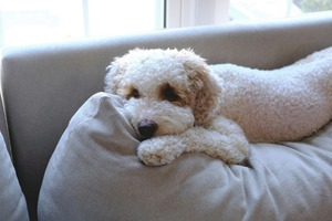 Patient Pooch Finn