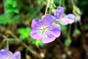 Flower Bloom 8