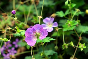Flower Bloom 8B