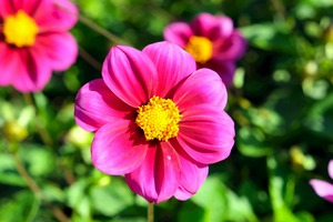 Flower Bloom 7