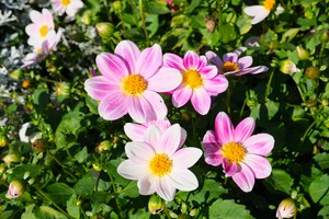 Blushing Petals 