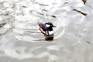 Only The Lonely Loon