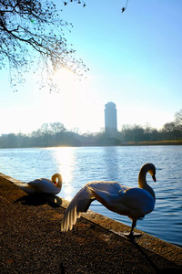 Swan Yoga Morning Stretch 2