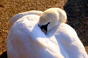 Got My Eye On You Swan
